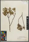 Foto von Salix myrtillifolia Anderson